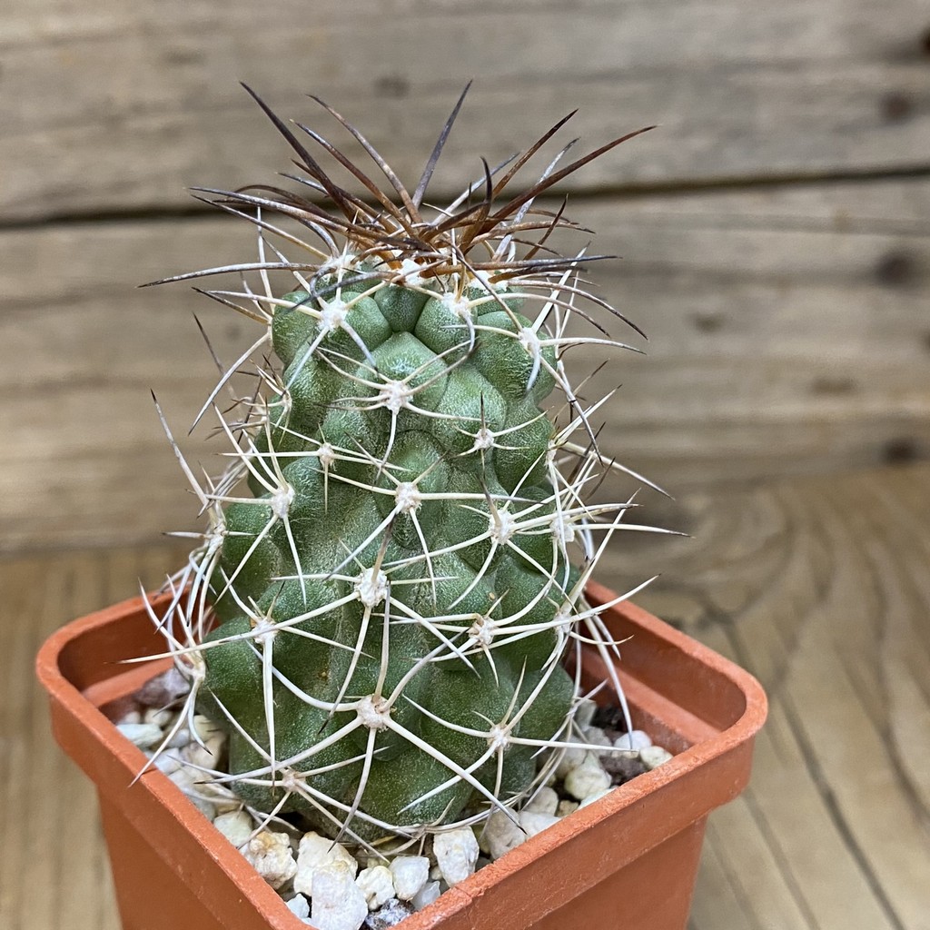 DP28330 Copiapoa coquimbana - Image 3