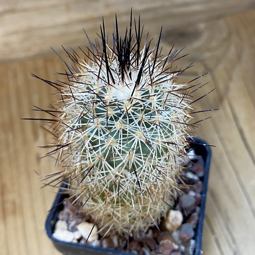 DP28332 Gymnocactus beguinii RS 560