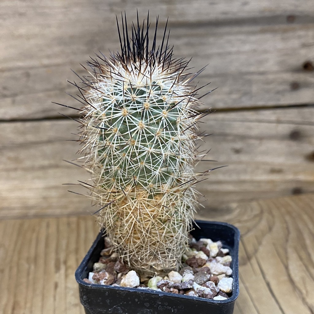 DP28332 Gymnocactus beguinii RS 560 - Image 2