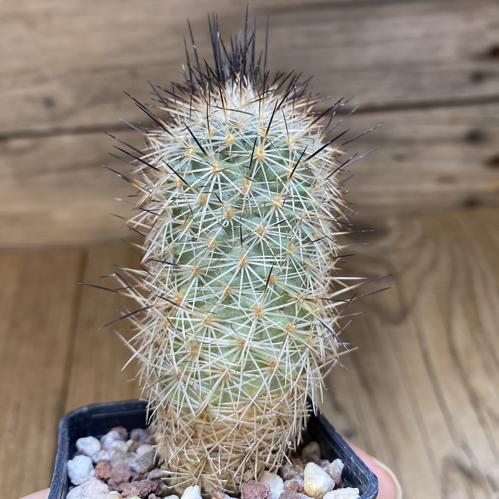 DP28332 Gymnocactus beguinii RS 560 - Image 3