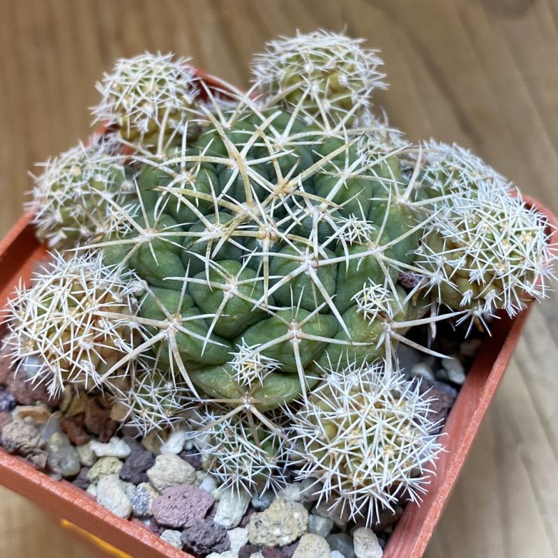 DP28336 Coryphantha sulcolanata