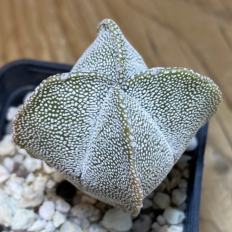 DP28306 Astrophytum myriostigma v. quadricostatum