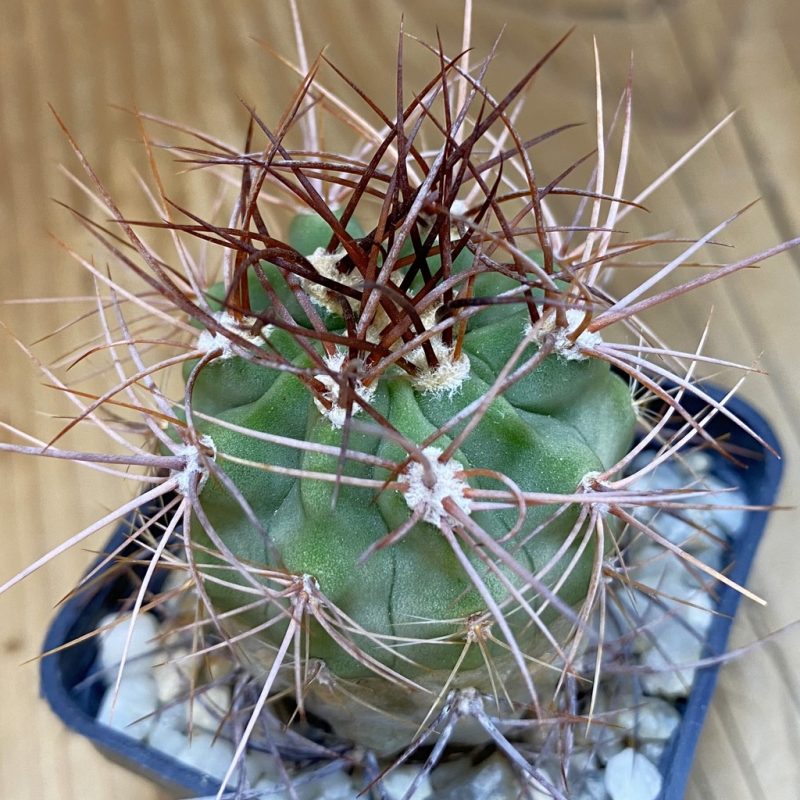 DP28340 Denmoza rhodacantha