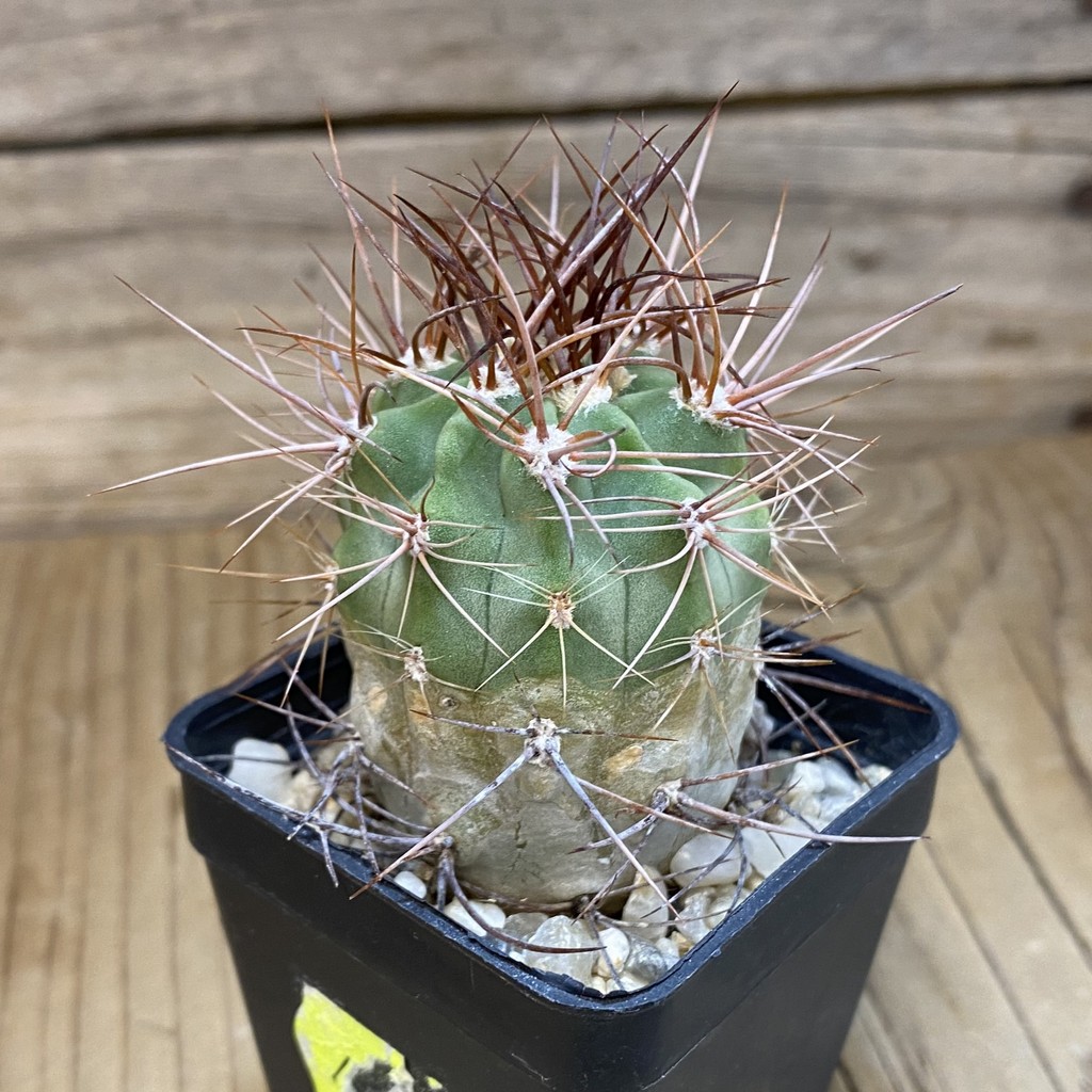DP28340 Denmoza rhodacantha - Image 2