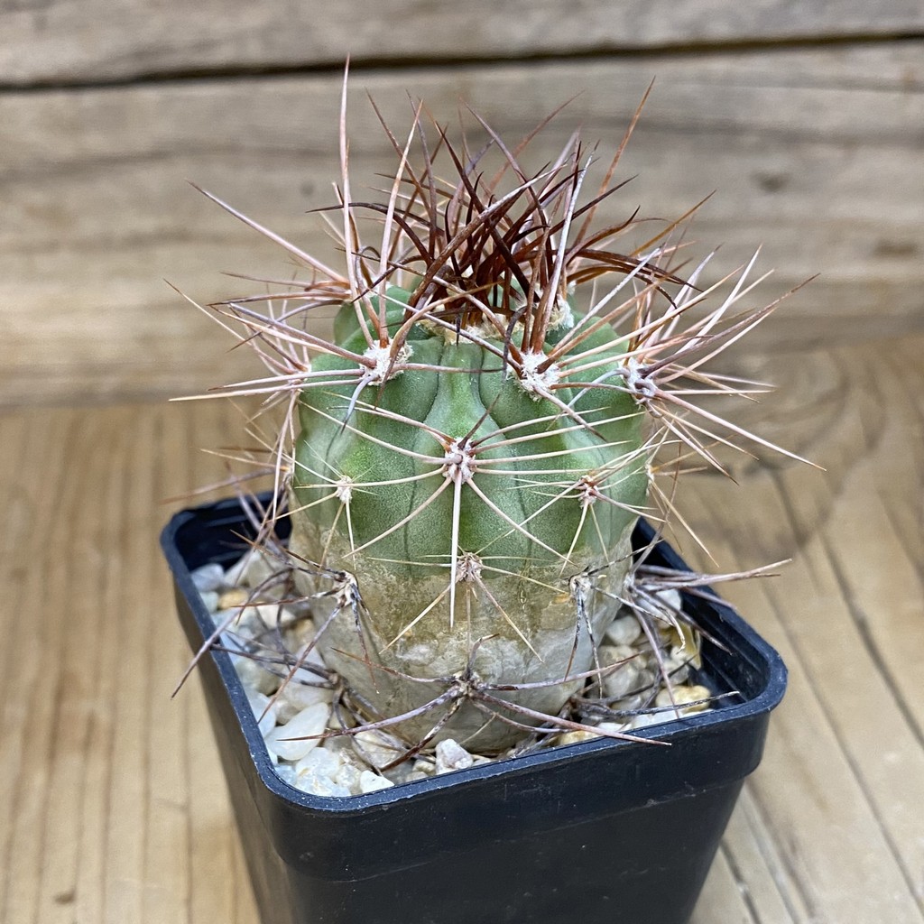 DP28340 Denmoza rhodacantha - Image 3