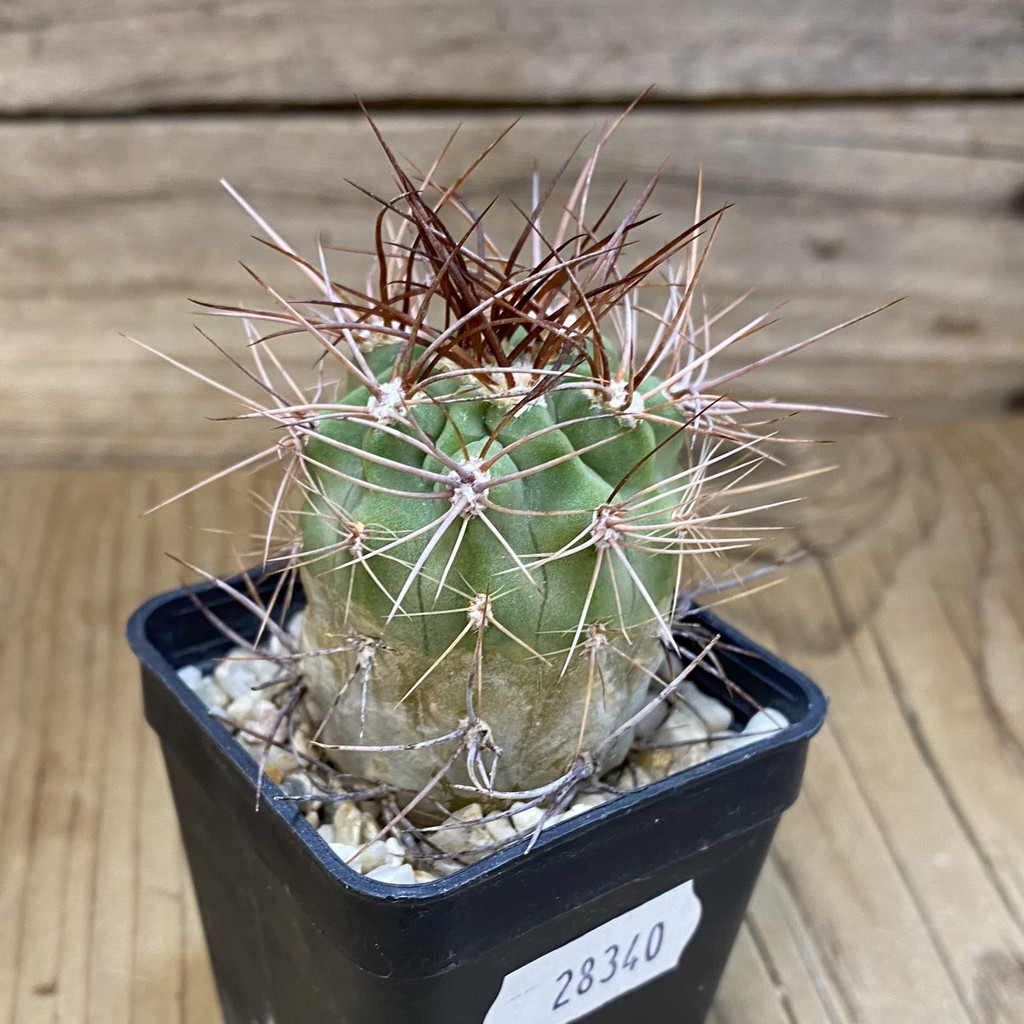 DP28340 Denmoza rhodacantha - Image 4