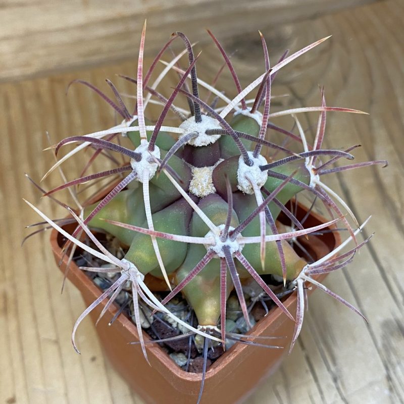 DP28341 Ferocactus emoryi