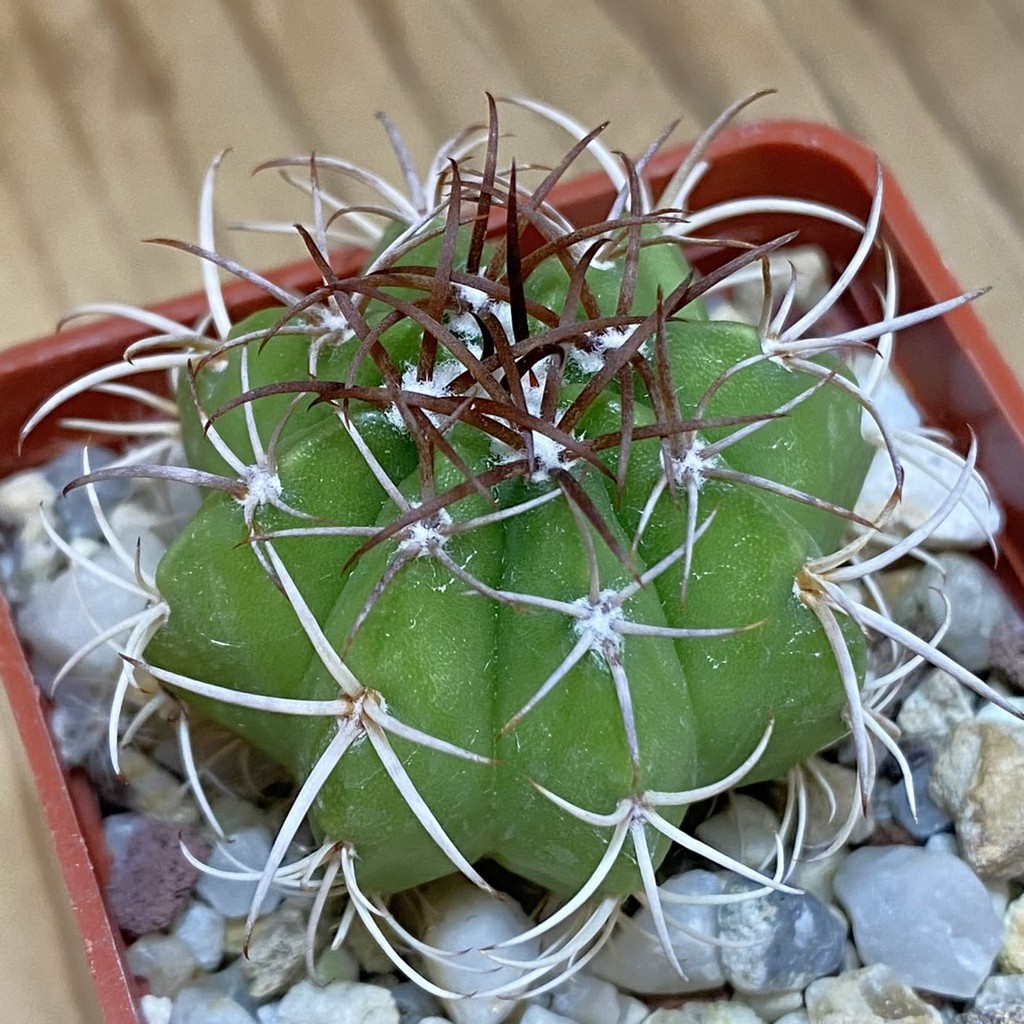 DP28342 Melocactus matanzanus