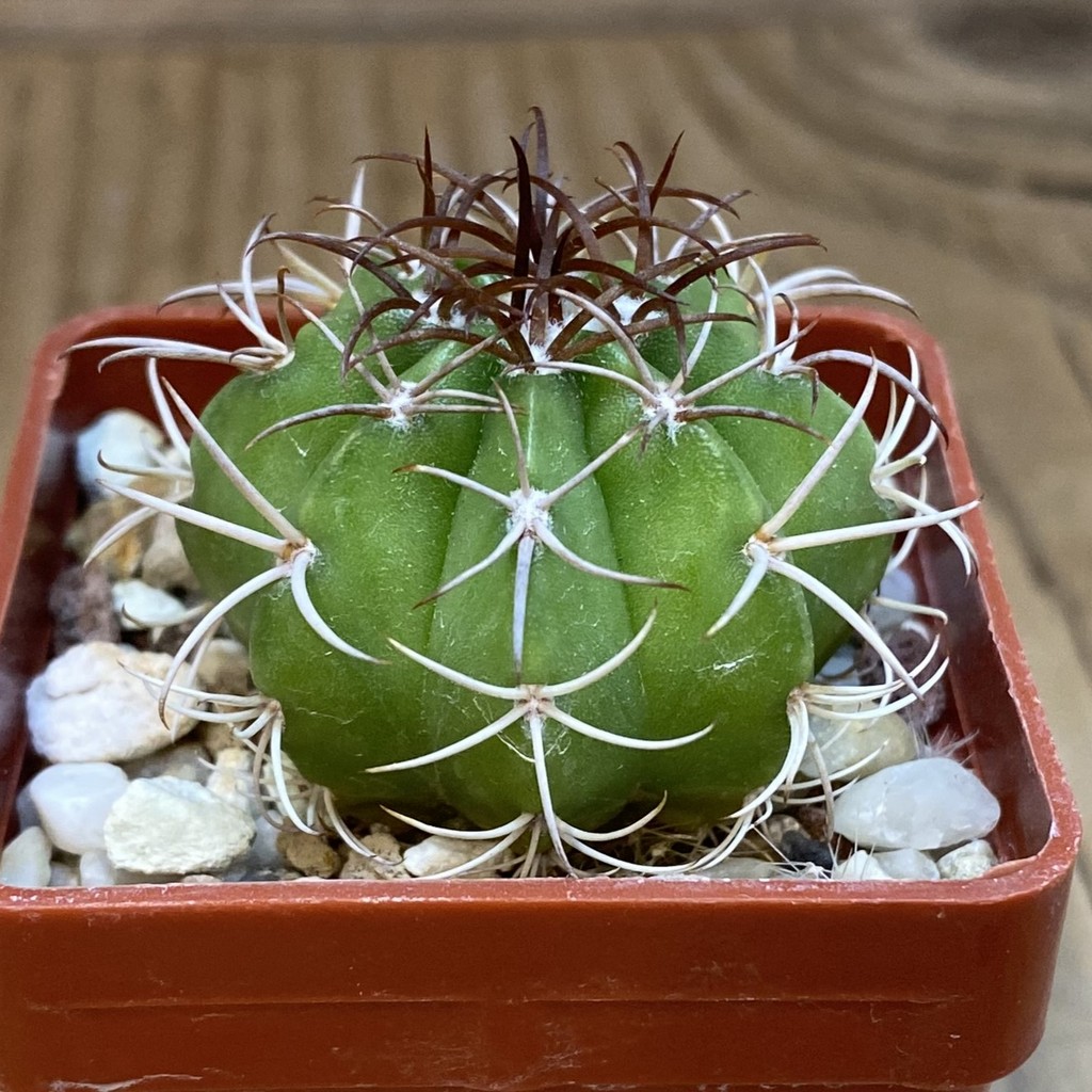 DP28342 Melocactus matanzanus - Image 2