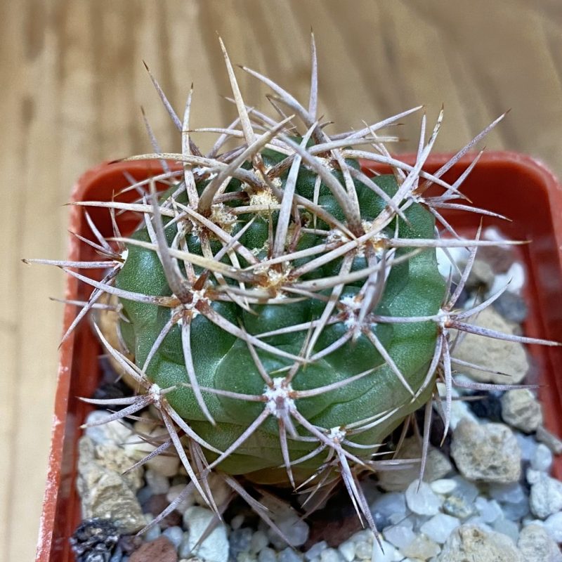 DP28343 Gymnocalycium neuhuberi