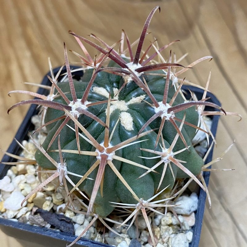 DP28344 Ferocactus fordii