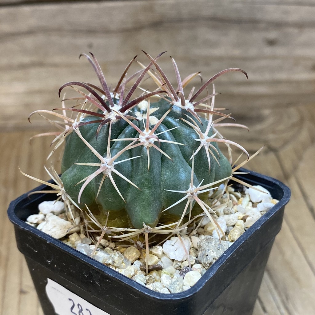 DP28344 Ferocactus fordii - Image 2