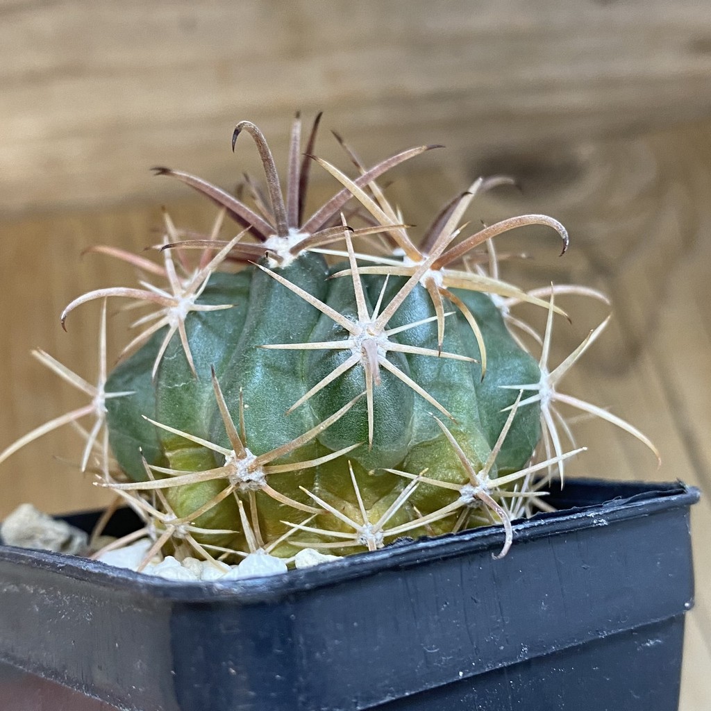 DP28344 Ferocactus fordii - Image 3