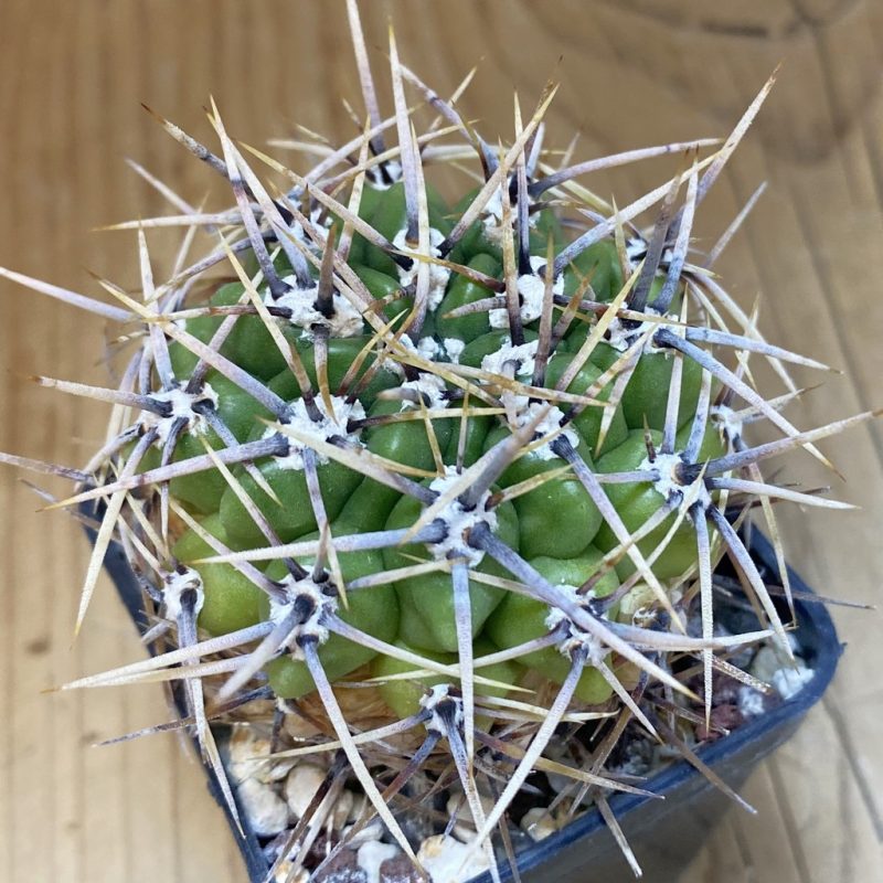 DP28345 Gymnocalycium horridispinum