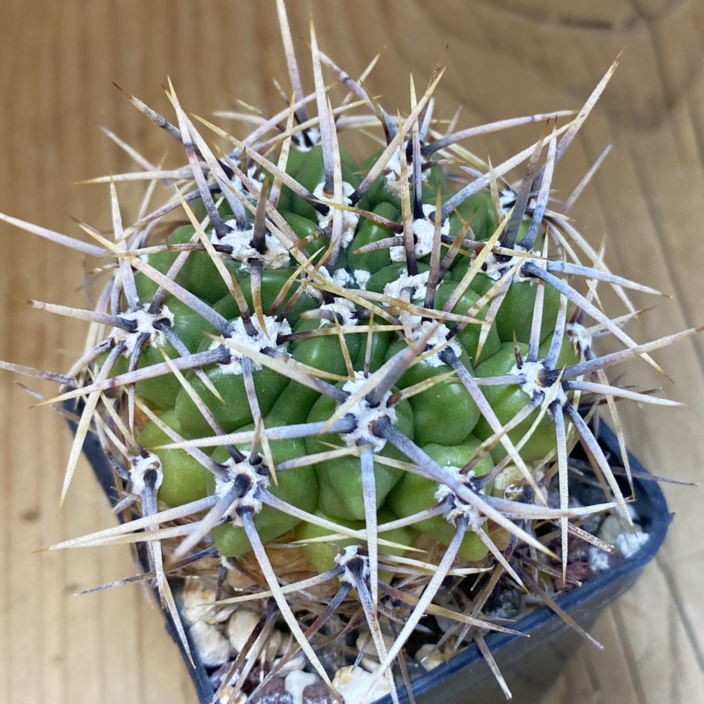 DP28345 Gymnocalycium horridispinum