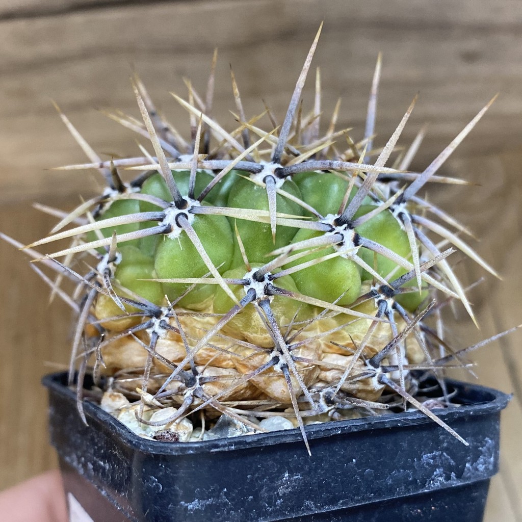 DP28345 Gymnocalycium horridispinum - Image 2