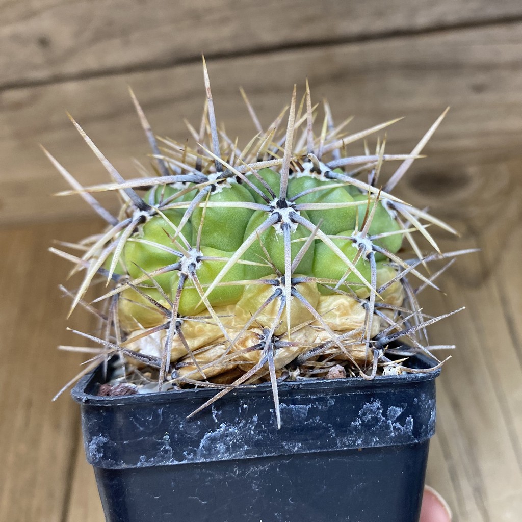 DP28345 Gymnocalycium horridispinum - Image 3