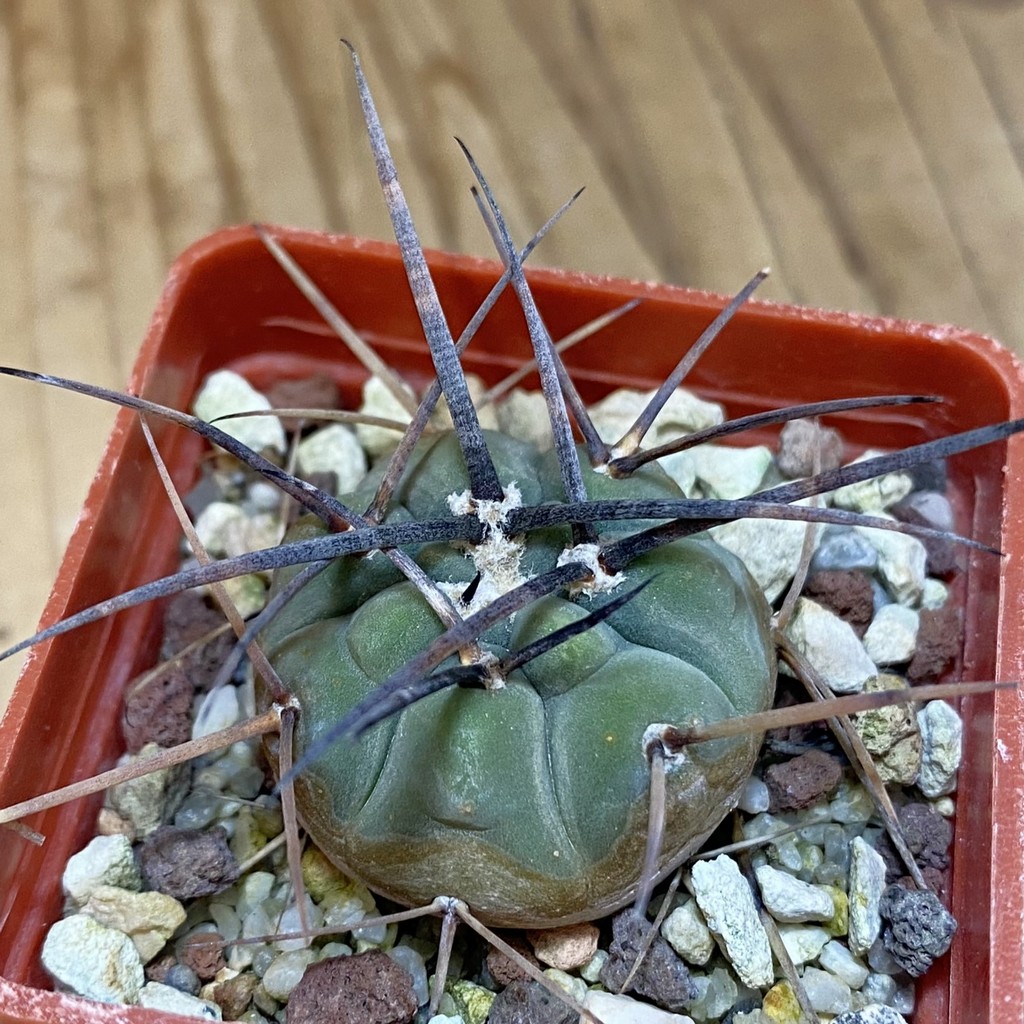 DP28346 Gymnocalycium cardenasianum LF 597