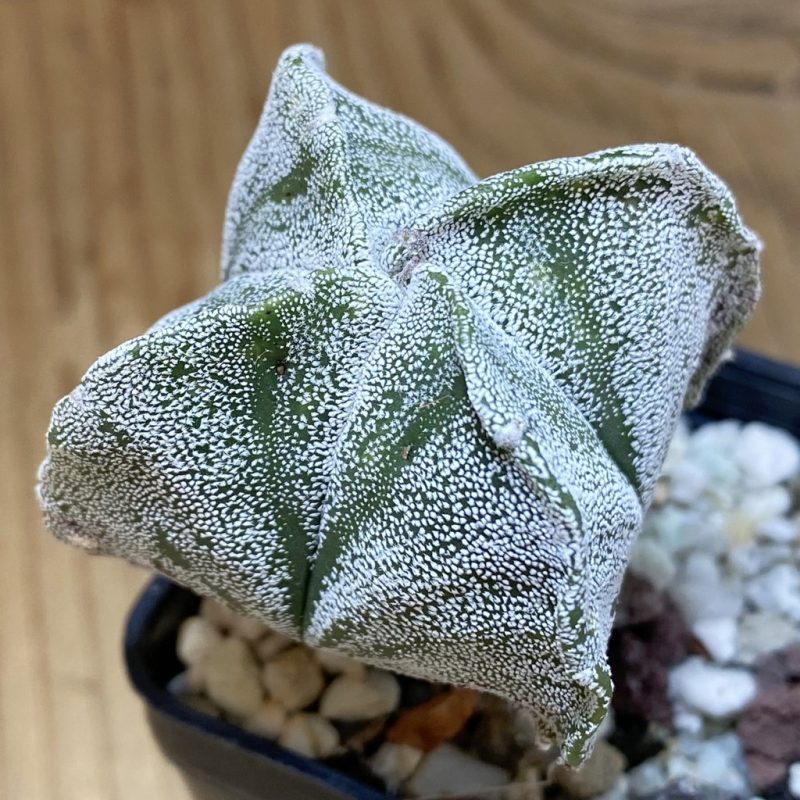 DP28307 Astrophytum myriostigma v. quadricostatum