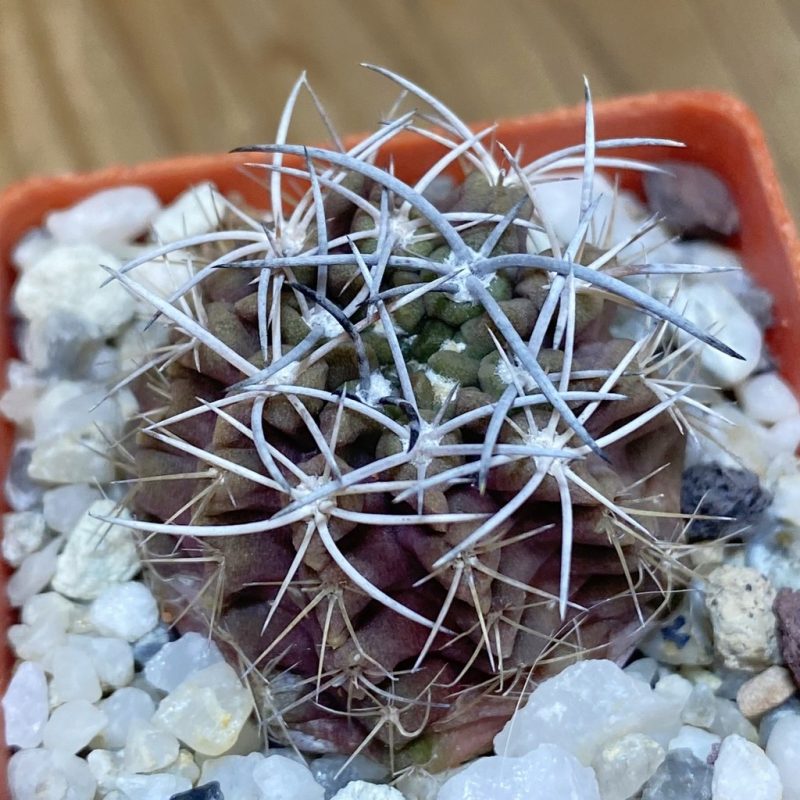 DP28347 Neochilenia aff. paucicostata