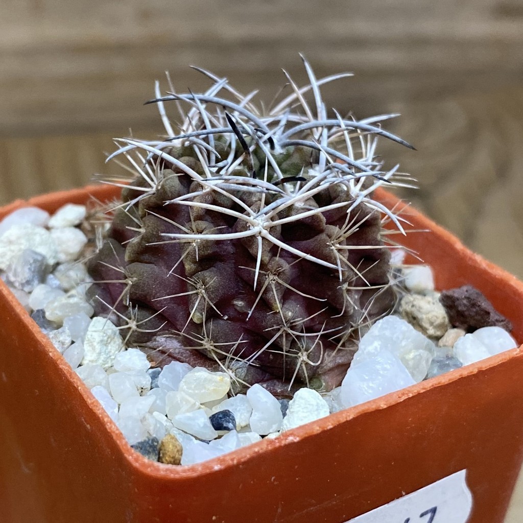 DP28347 Neochilenia aff. paucicostata - Image 2