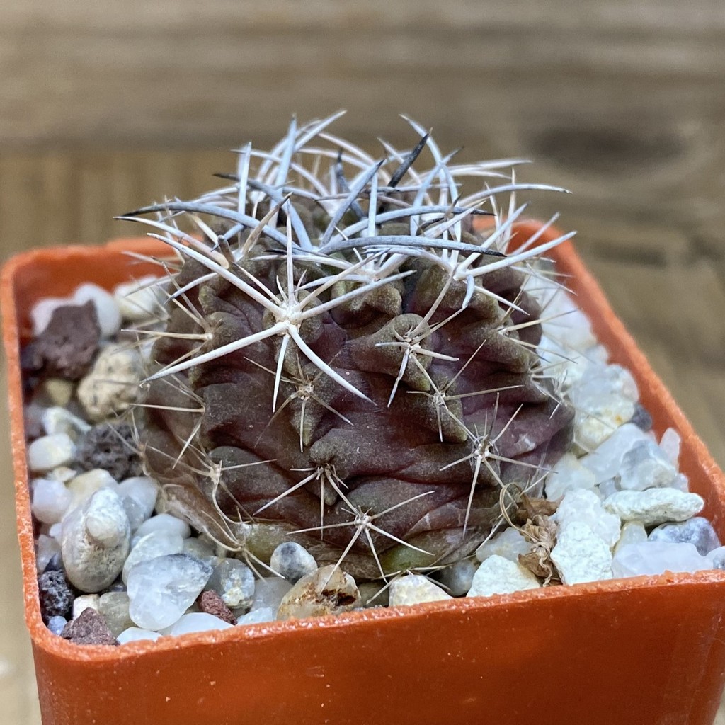 DP28347 Neochilenia aff. paucicostata - Image 3