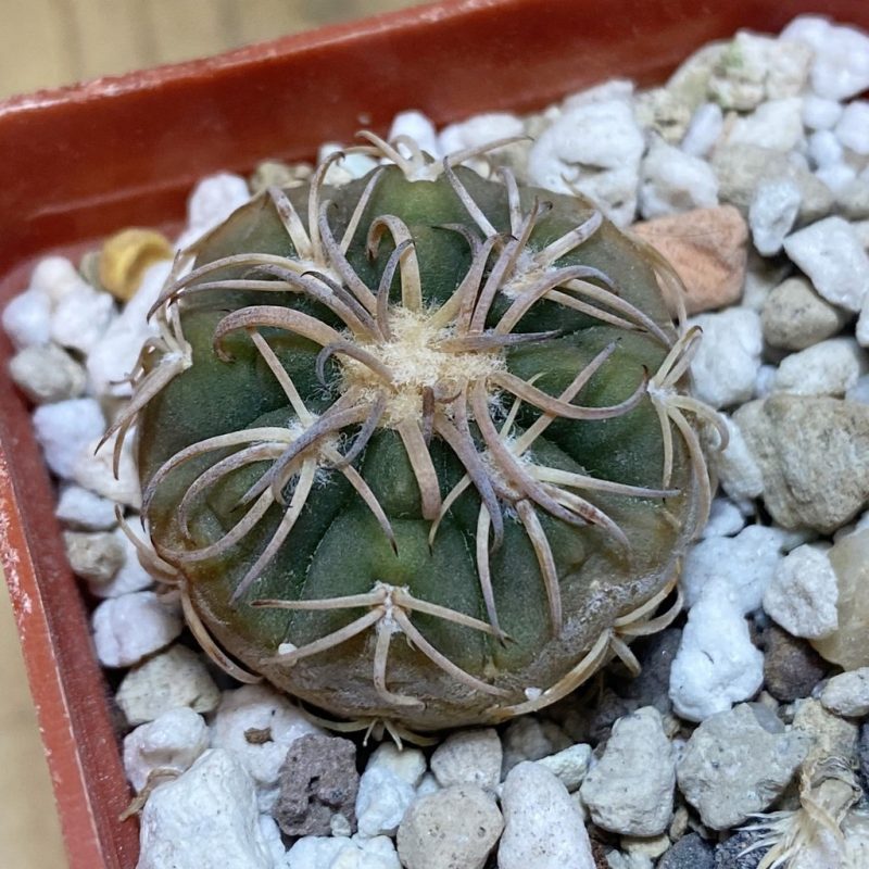 DP28348 Gymnocalycium spegazzinii v. punillense JPR 170/524