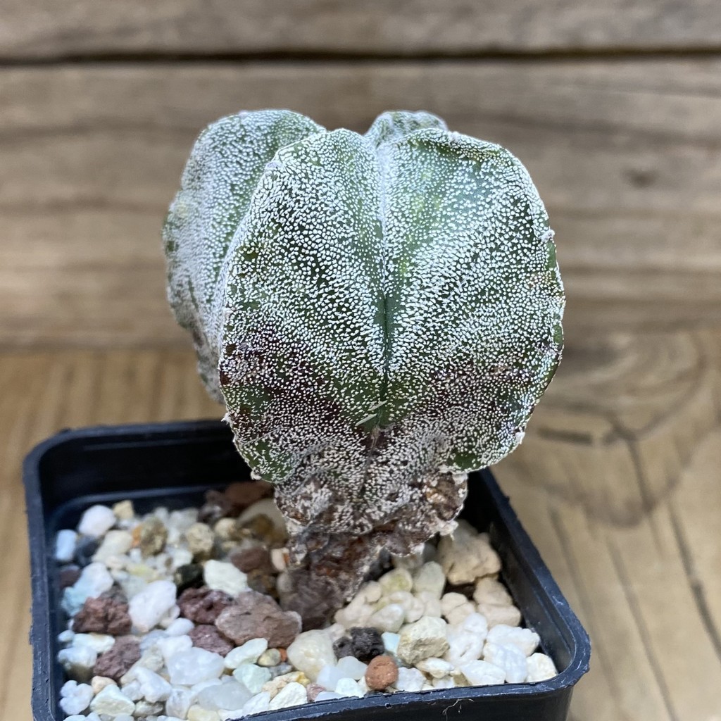 DP28307 Astrophytum myriostigma v. quadricostatum – Image 2