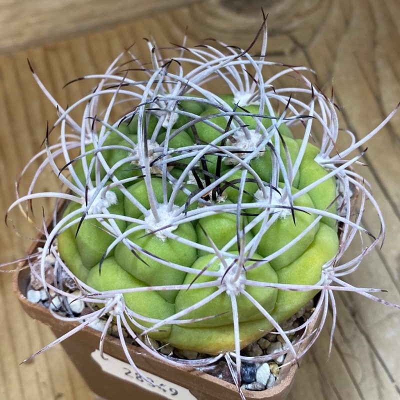 DP28349 Gymnocalycium saglionis