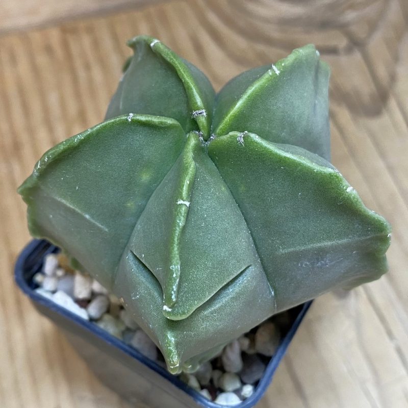 DP28303 Astrophytum myriostigma ‘Kikko’ f. nudum