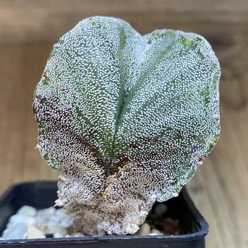 DP28307 Astrophytum myriostigma v. quadricostatum – Image 3