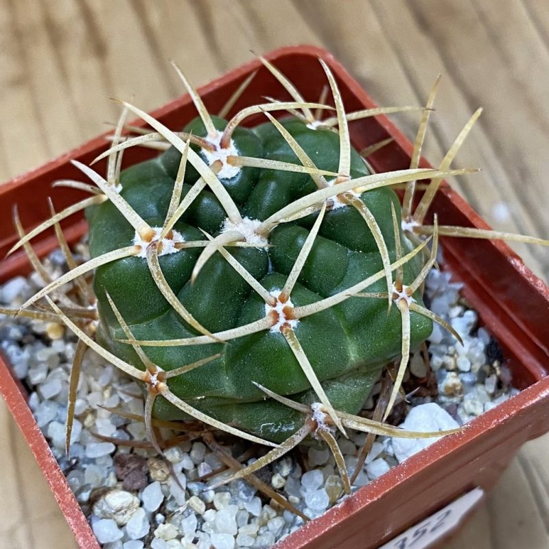 DP28352 Gymnocalycium multiflorum