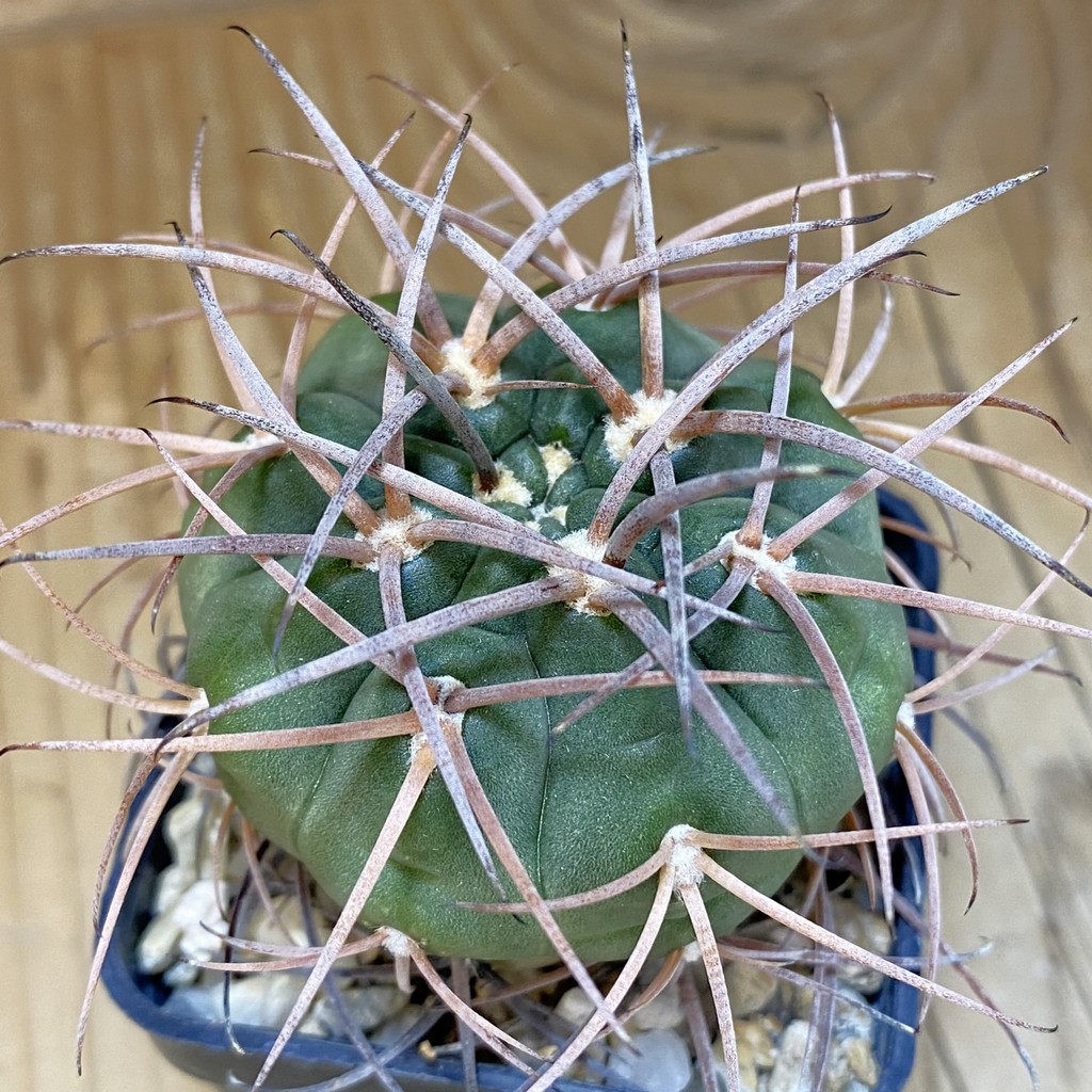 DP28354 Gymnocalycium schmidianum, 6 years old