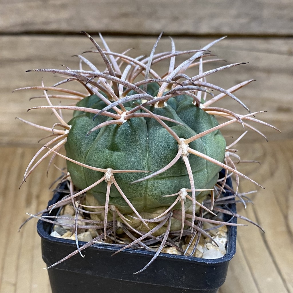 DP28354 Gymnocalycium schmidianum, 6 years old - Image 2