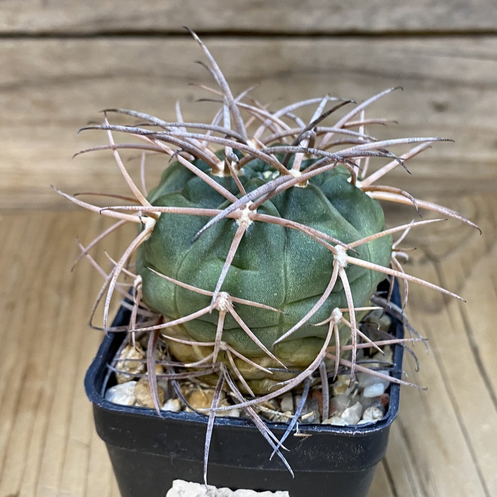 DP28354 Gymnocalycium schmidianum, 6 years old - Image 3