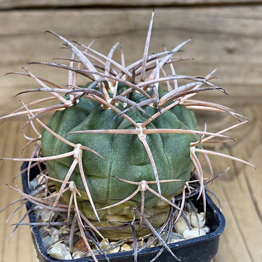 DP28354 Gymnocalycium schmidianum, 6 years old - Image 4