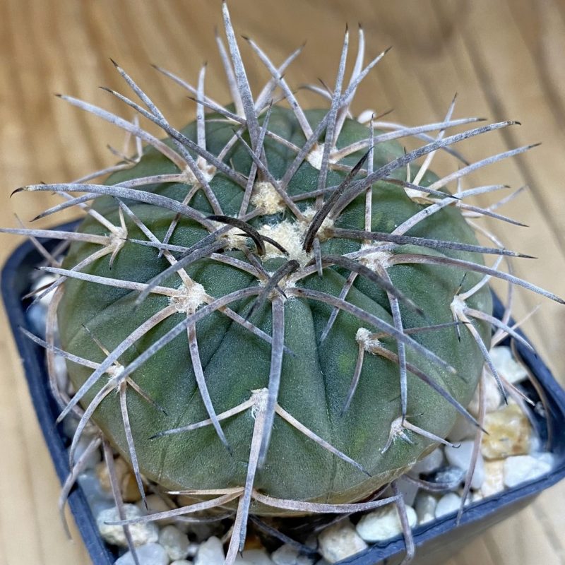 DP28355 Gymnocalycium spegazzinii TOM 15-829, 6 years old