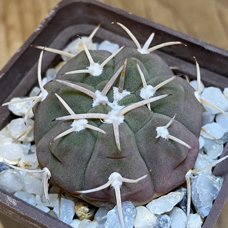 DP28357 Gymnocalycium bayrianum