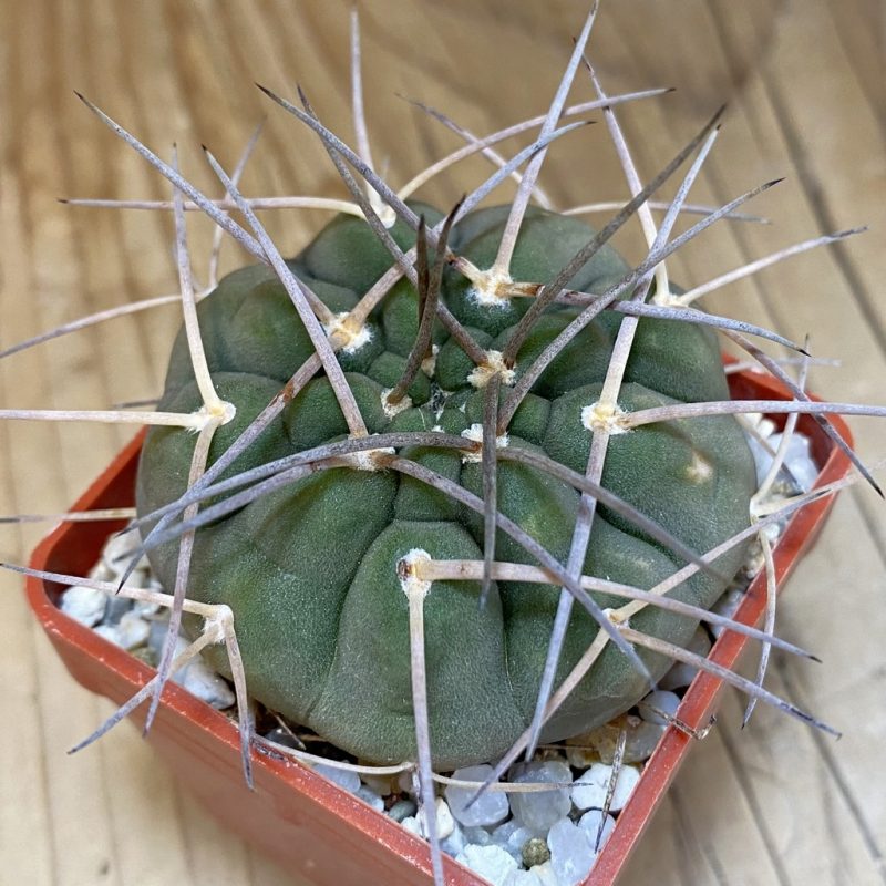 DP28359 Gymnocalycium castellanosii v. bozsingianum