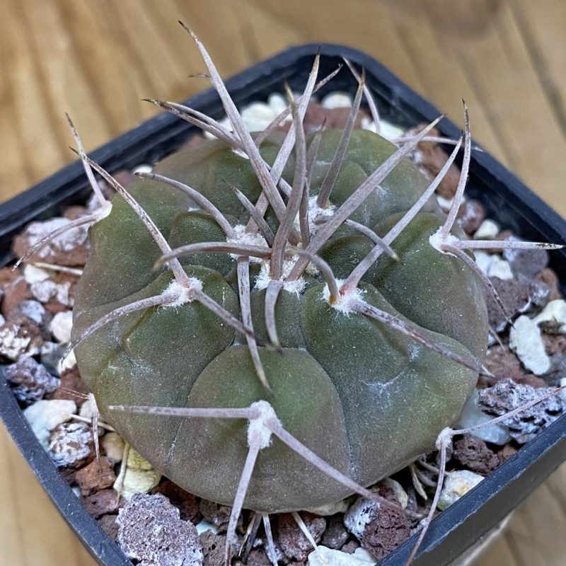 DP28360 Gymnocalycium castellanosii v. bozsingianum