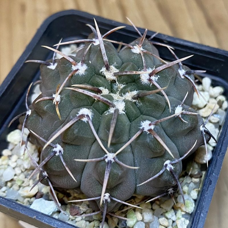 DP28361 Gymnocalycium vatteri