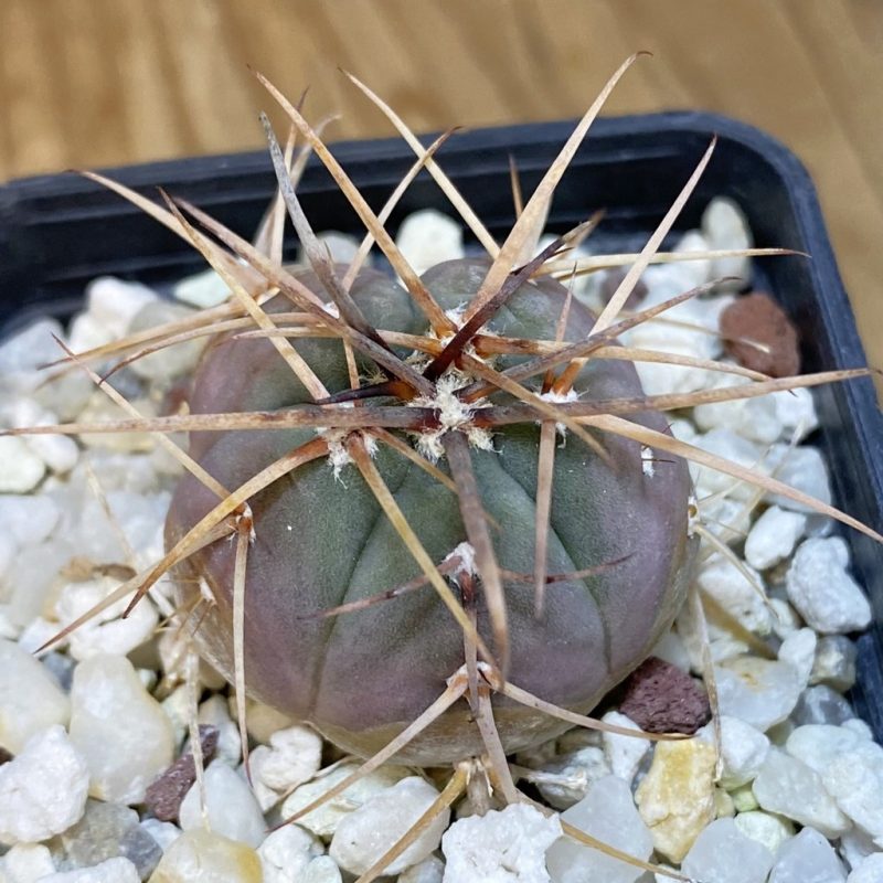 DP28362 Gymnocalycium cardenasianum