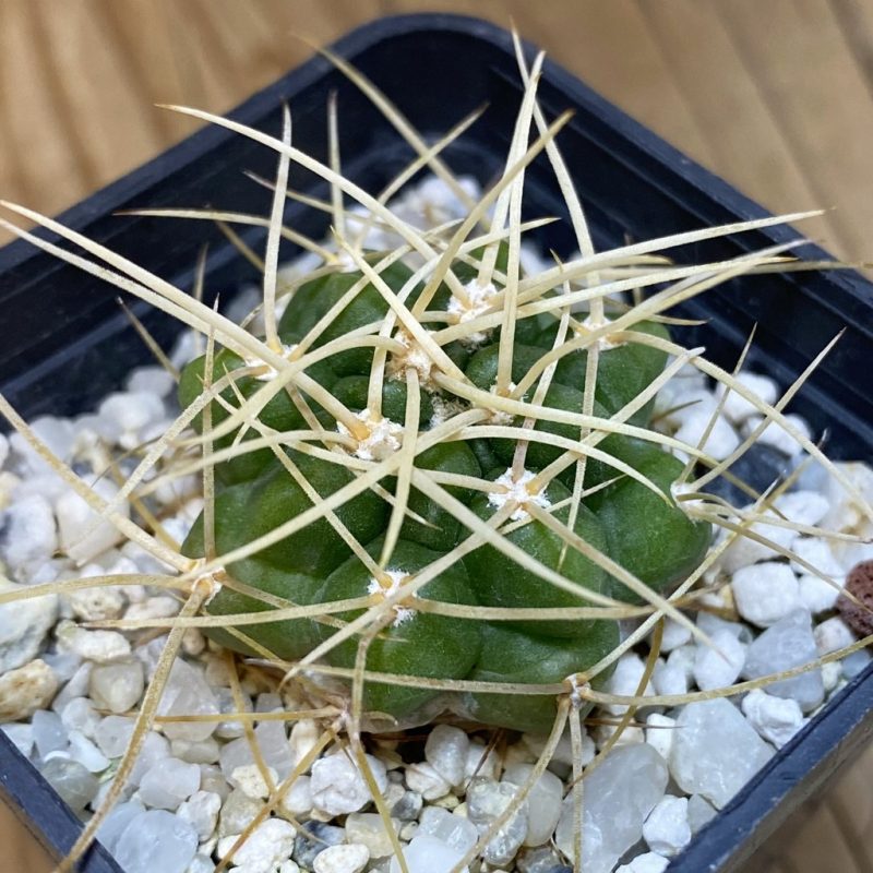DP28363 Gymnocalycium monvillei v. steineri