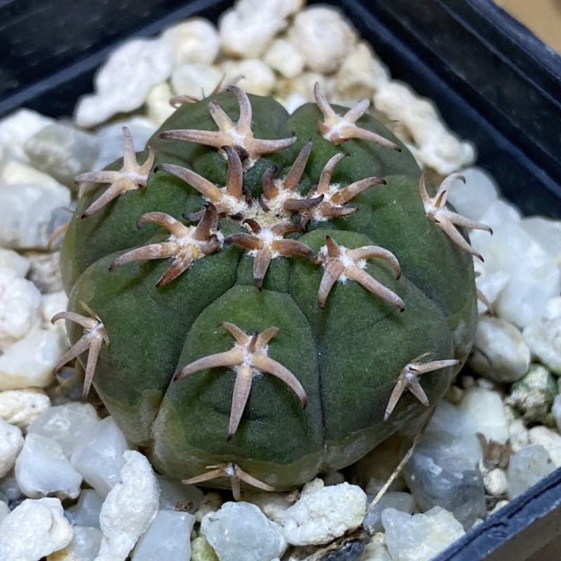 DP28364 Gymnocalycium spegazzinii v. unguispinum SL 443