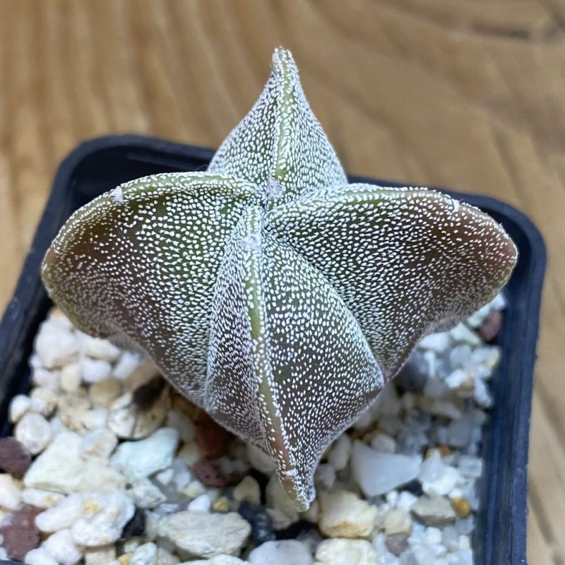 DP28309 Astrophytum myriostigma ‘Onzuka’ v. quadricostatum