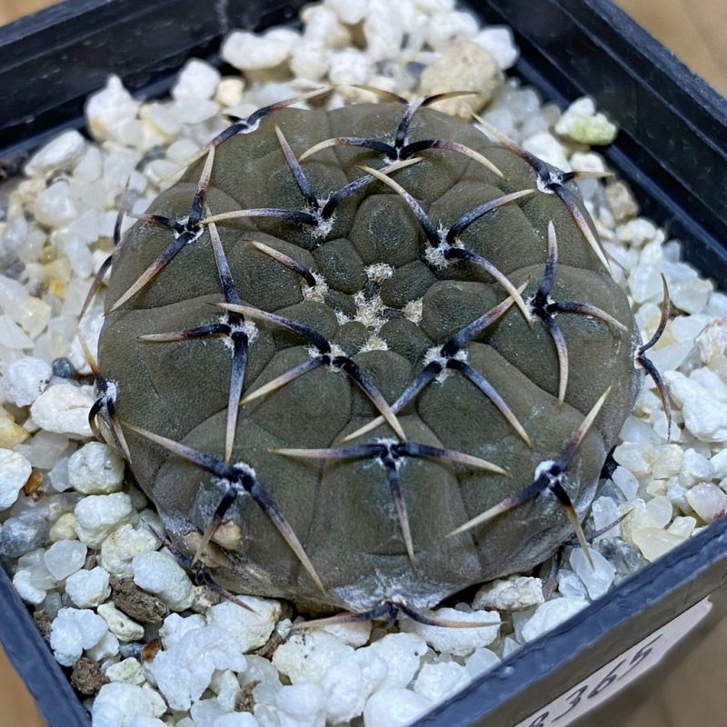 DP28365 Gymnocalycium basiatrum