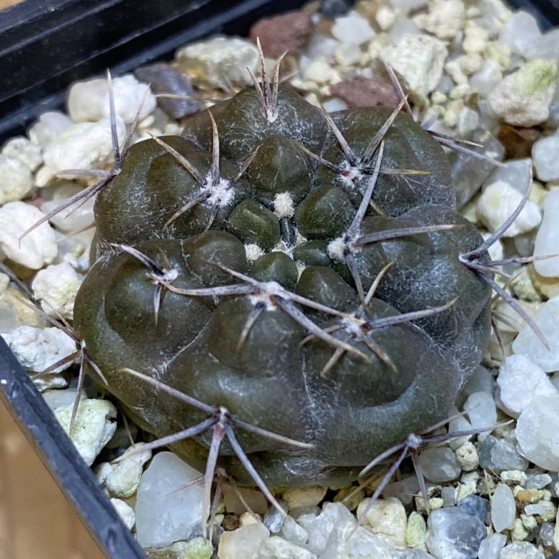 DP28367 Gymnocalycium gibbosum v. chubutense RUS 364