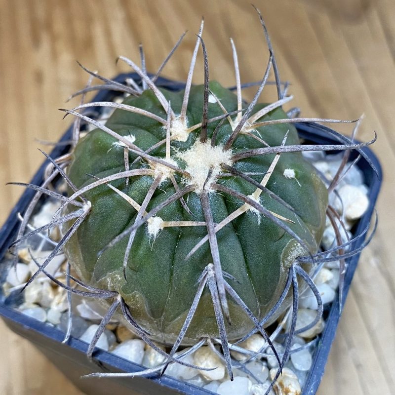 DP28368 Gymnocalycium spegazzinii