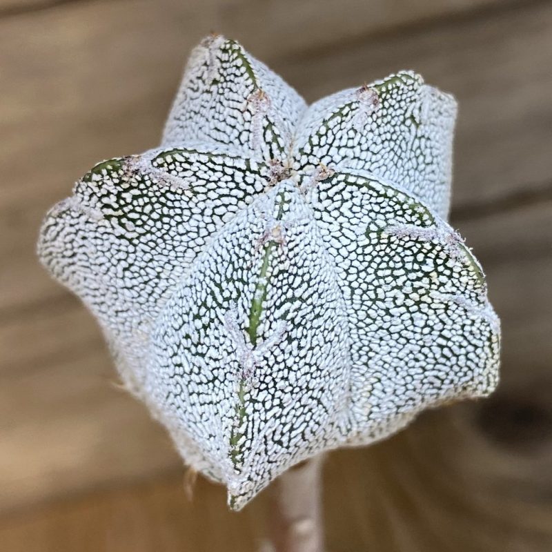 DP28311 Astrophytum myriostigma ‘Zebra' V-Type, grafted