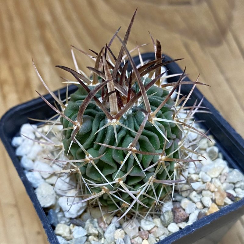 DP28315 Echinofossulocactus lloydii